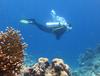 팬더 물고기, 지도 복어, 재미있게 생긴 바다생물들 - 수밀론섬    