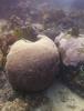 쪼개놓은 사과 모양의 특이한 산호 - 아포섬 맘사, 코코넛 포인트