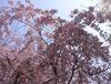 서울 벚꽃 만발 - 석촌호수