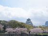 오사카 벚꽃 놀이(하나미) 체험기