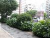 2014. 06. 06. 비 내리는 도쿄! - (3)폭우가 쏟아지는 츄오도리에서