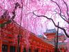 벚꽃 만개철 일본 간사이 지방 여행 계획 잡담