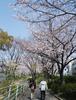 2015.03.31 간사이 벚꽃 여행 1일차(오사카성, 케마사쿠라노미야 공원, 공중정원)