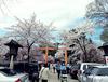 2015 벚꽃과 쇼핑과 덕질의 간사이(10) 교토 히라노 신사-벚꽃 명소