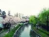 2015 벚꽃과 쇼핑과 덕질의 간사이(19) 봄날의 교토 후시미