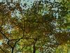 - 리틀 포레스트: 여름과 가을 (Little Forest: summer&autumn, 2014)