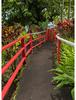 [하와이 빅아일랜드] 꽃과 함께한 힐로 베이 산책