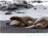 [하와이 빅아일랜드] 푸날루우 블랙샌드 비치의 바다거북이