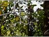하코네 유리의 숲 미술관 가라스노모리 ガラスの森