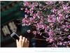 [통도사] 이른 봄 매화 열전