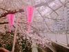 # 나카메구로 벚꽃 축제의 벚꽃 샴페인