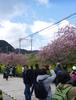 [시즈오카] 2월의 이른 벚꽃 - 카와즈 벚꽃 축제 (1) 