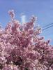 [시즈오카] 2월의 이른 벚꽃 - 카와즈 벚꽃 축제 (2) 