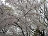 [일본여행] 오사카성 공원 벚꽃놀이