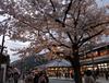 [일본여행] 오사카 교토 도게츠교, 아라시야마공원