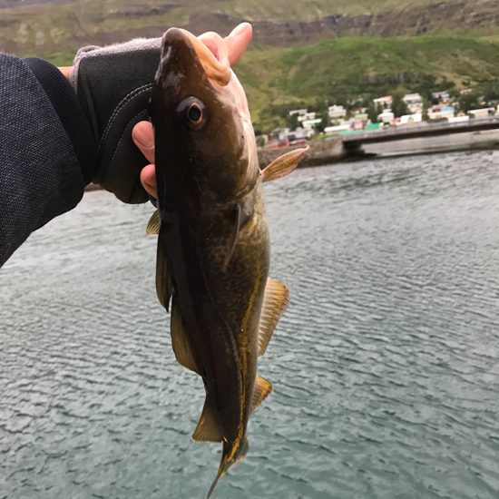 [여행] 나만 알고 싶은 아이슬란드 여행의 비밀 chapter 01.
