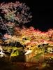 [센다이] 마츠시마 단풍 라이트업 - 11월 가을 밤놀이 