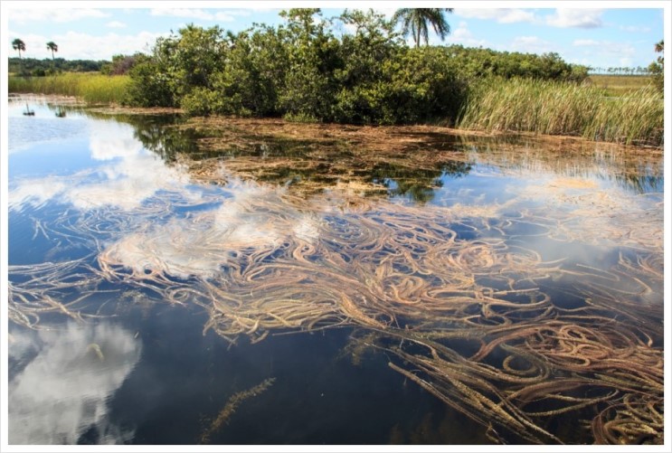 아열대성 습지대인 Everglades National Park : [미국일주 자동차 여행] - 54일째 - 1