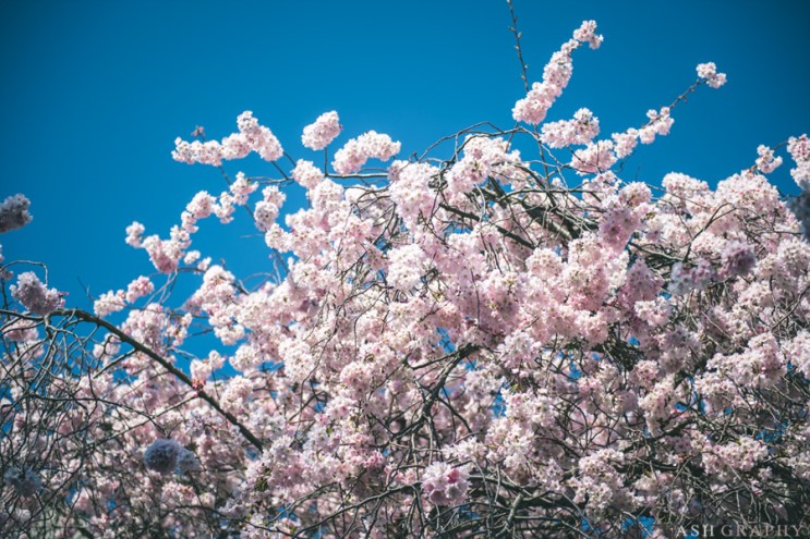 [파리스냅] 3월 파리 날씨는 벚꽃으로 가늠할 수 있어요!