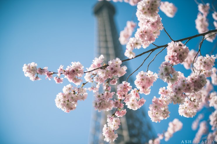 [파리스냅] 3월 파리 날씨는 벚꽃으로 가늠할 수 있어요!