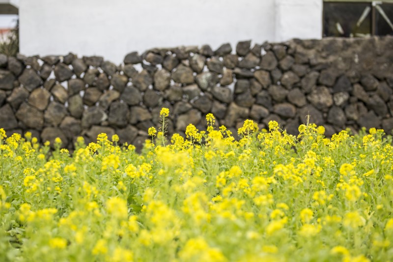 봄향기 뿜뿜! 제주 사진찍기 좋은 유채꽃밭 4