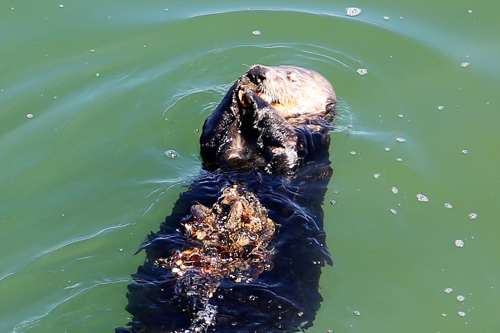 해달(sea otter)을 볼 수 있었던 몬터레이만(Monterey Bay) 북쪽 산타크루즈(Santa Cruz) 바닷가