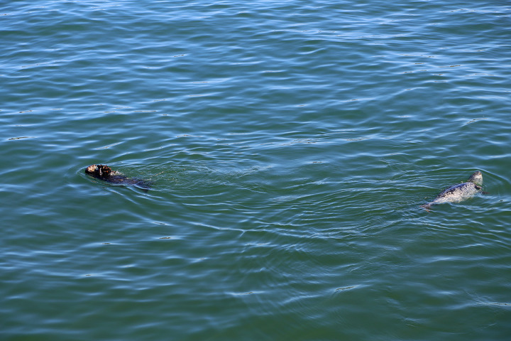 해달(sea otter)을 볼 수 있었던 몬터레이만(Monterey Bay) 북쪽 산타크루즈(Santa Cruz) 바닷가