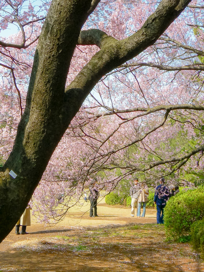 2018년 도쿄 벚꽃 개화 시기 및 추천 여행 명소 신주쿠 코엔