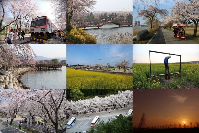 대한민국 벚꽃명소 벚꽃축제 BEST10 (개화시기, 지역)