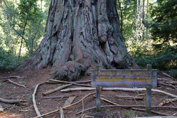 산호세 남서쪽 빅베이슨 레드우드(Big Basin Redwoods) 주립공원에서 만난 '숲의 아빠와 엄마'