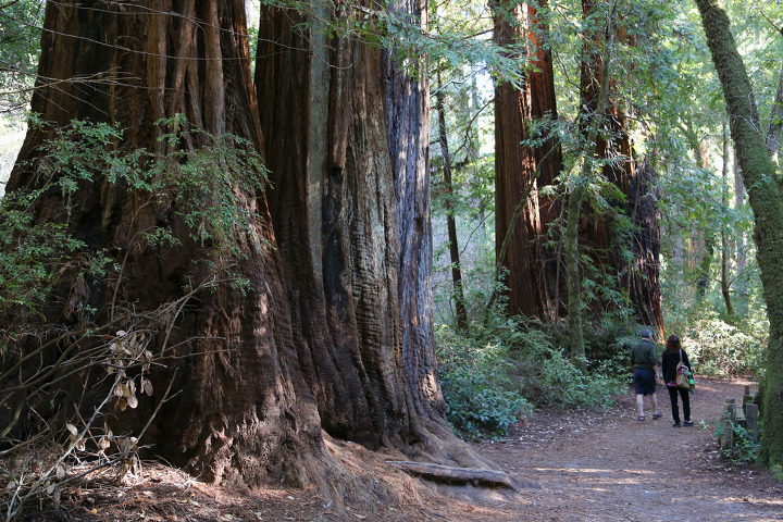 산호세 남서쪽 빅베이슨 레드우드(Big Basin Redwoods) 주립공원에서 만난 '숲의 아빠와 엄마'