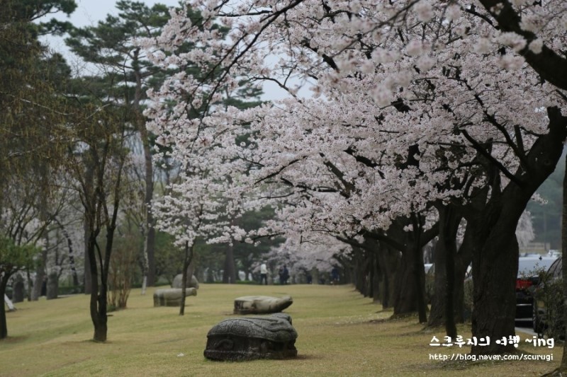 여의도호텔 메리어트 이그제큐티브 아파트먼트 서울 벚꽃놀이에 제격