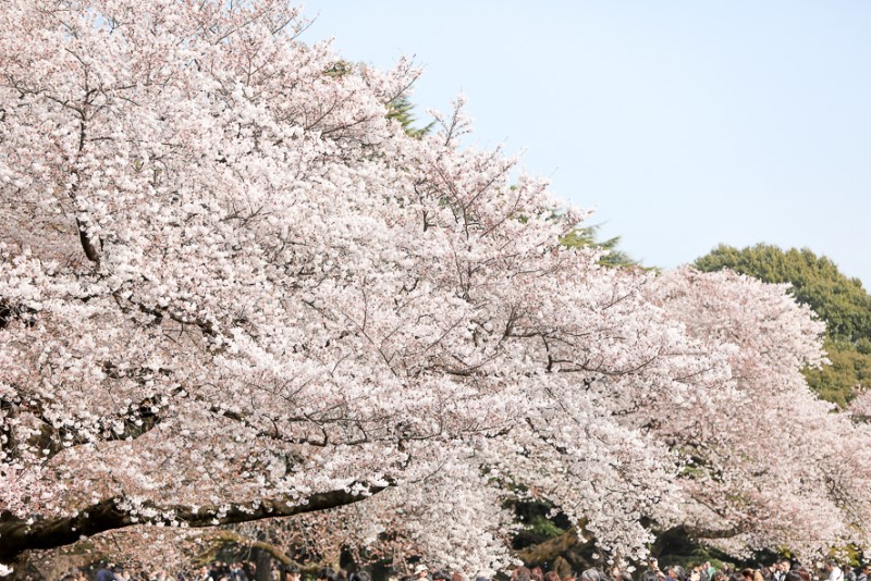 도쿄 자유여행 벚꽃 명소 추천!