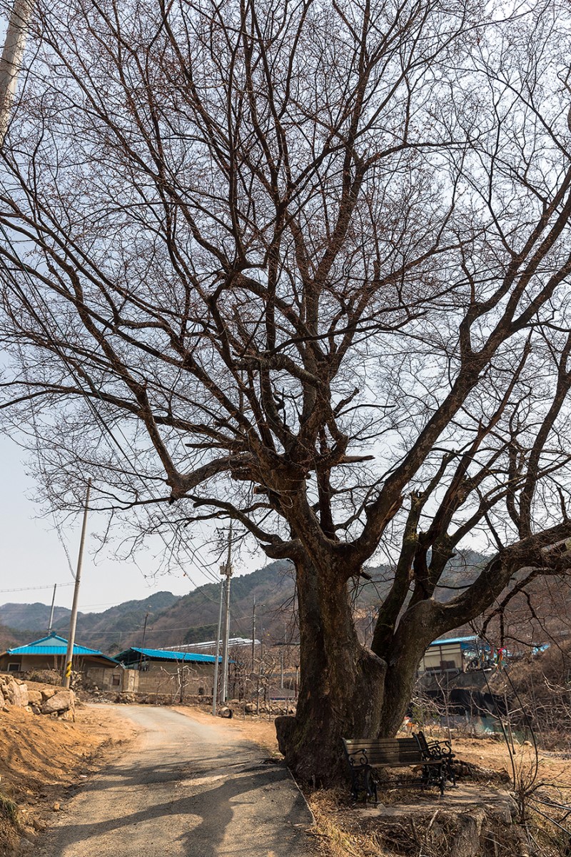 대구 가볼만한곳 봄 여행 떠나기 좋은 평광동 왕건길