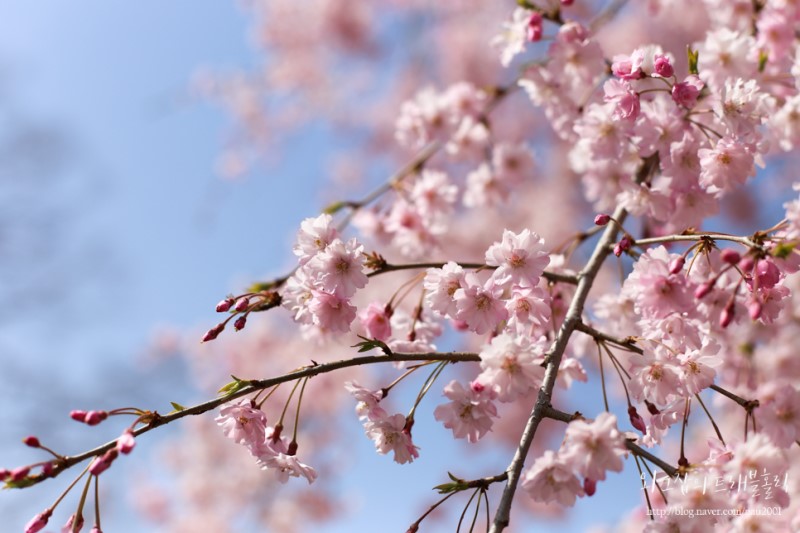 오사카 여행 나홀로 벚꽃놀이