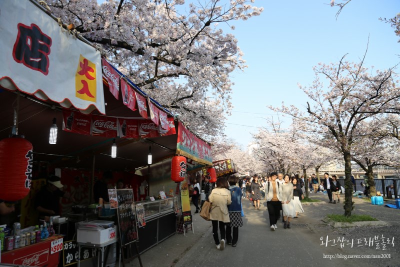 오사카 여행 나홀로 벚꽃놀이