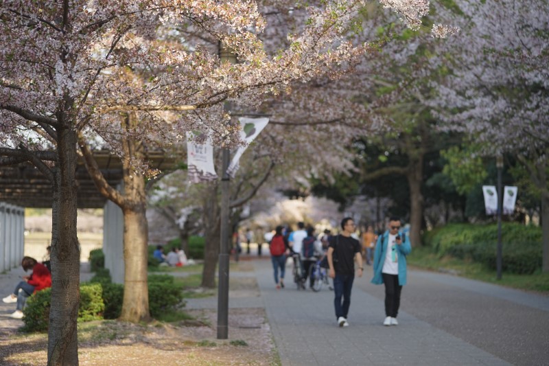 오사카여행 중, 오사카성 벚꽃 엔딩