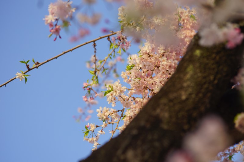 오사카여행 중, 오사카성 벚꽃 엔딩