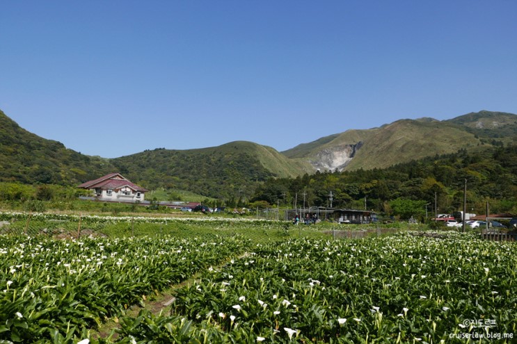 대만 택시투어 양명산 일일투어-칭티엔강,냉수항,양명산 카라축제 강추!!