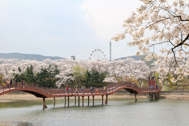 벚꽃 만개한 경주 여행 선물로는 서가 도라지정과