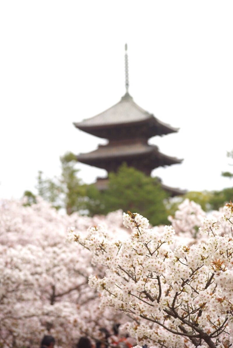 교토 아라시야마 벚꽃은 끝이지만 닌나지는 만개였어요!