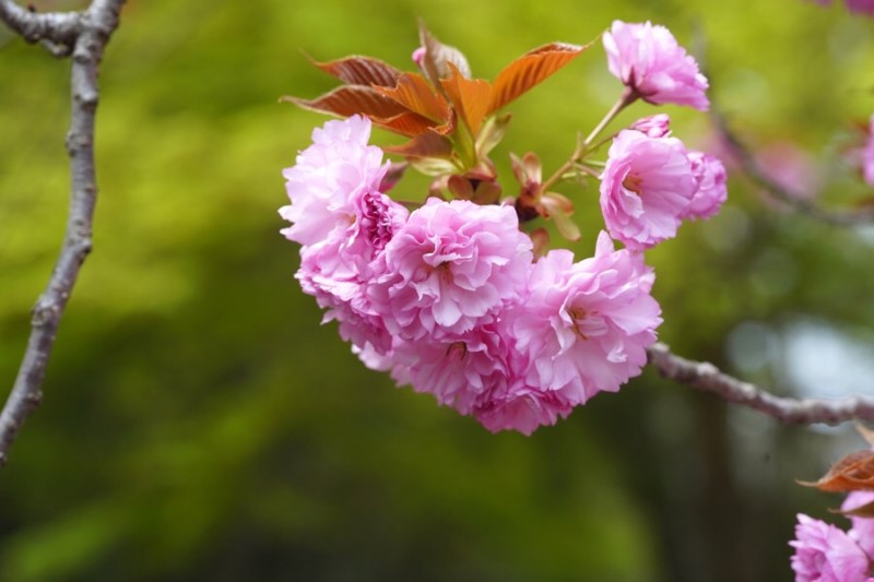 교토 아라시야마 벚꽃은 끝이지만 닌나지는 만개였어요!