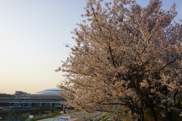  안양천의 2018년 벚꽃 구경