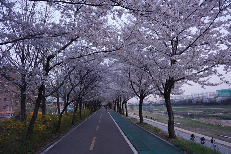  안양천의 2018년 벚꽃 구경