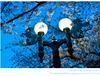 [과천] 화려한 야간 벚꽃 축제길 - 1, 렛츠런파크 서울