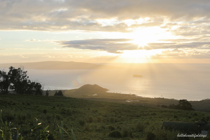 하와이 자유여행 성공적! 알라모렌터카 해외 렌터카 이용 TIP