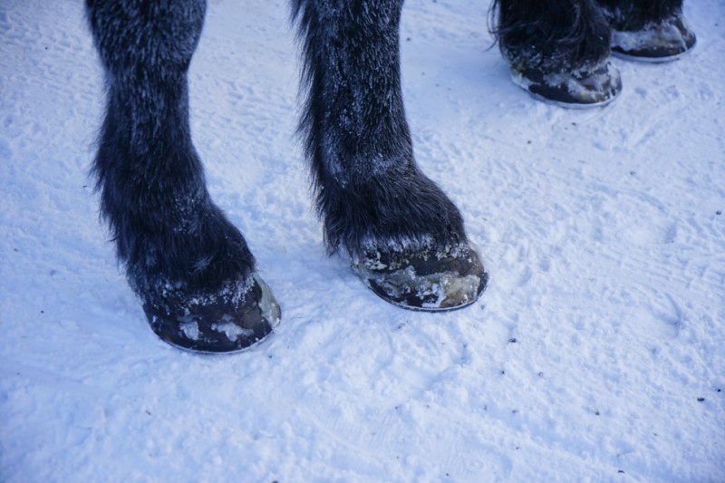 레이크루이스 겨울 액티비티, 호수위를 달리는 말썰매