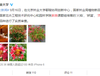 중국의 베이징임업대학에서 배롱나무의 새로운 품종에 "레이무(灵梦)" 라는 이름이 붙어 화제가 된 모양.