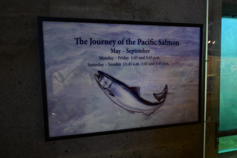 미국 자유여행, 태평양 연어의 생태를 관찰하는곳