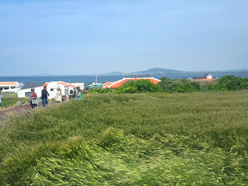 제주 모슬포 맛집 아침 먹고 가파도 청보리축제 고!